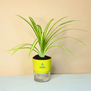 Spider Plant With Self Watering Pot